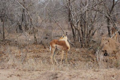 IMPALA