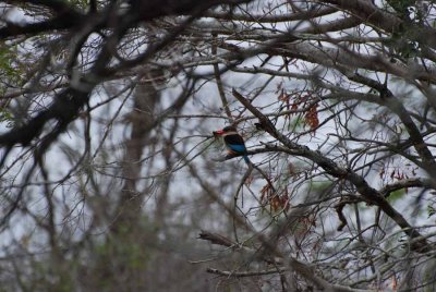 WOODLAND KINGFISHER WITH CATCH