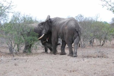 FIGHTING ELEPHANT BULLS