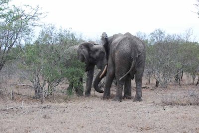 FIGHTING ELEPHANT BULLS