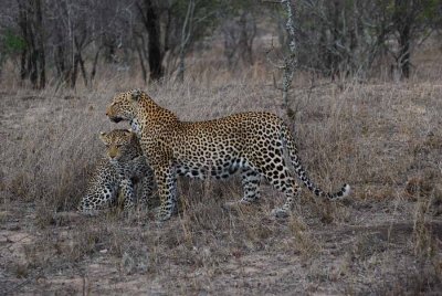 LEOPARD WITH CUB