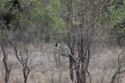 VERVET MONKEY