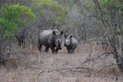 WHITE RHINOCEROS WITH CALF