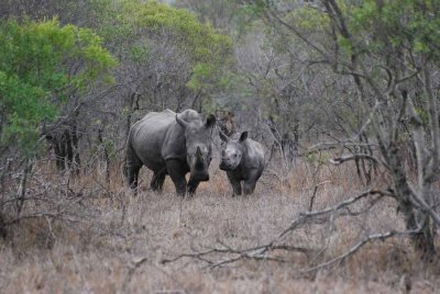 WHITE RHINOCEROS WITH CALF