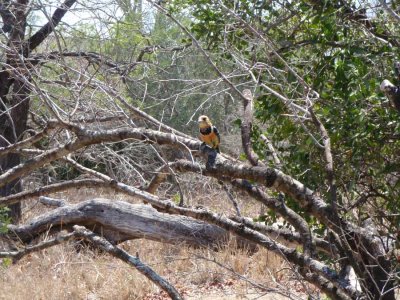 CRESTED BARBET