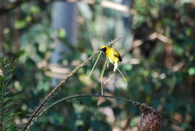 SPOTTED-BACKED WEAVER