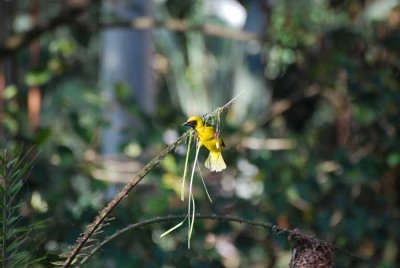 SPOTTED-BACKED WEAVER