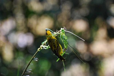 SPOTTED-BACKED WEAVER