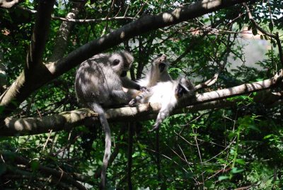 VERVET MONKEY