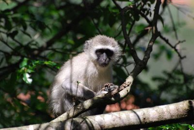 VERVET MONKEY