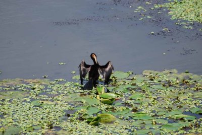 AFRICAN DARTER