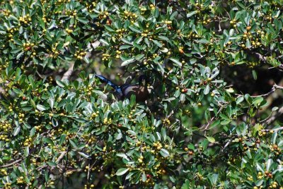 PURPLE-CRESTED TURACO