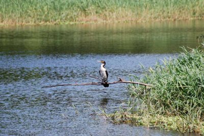 WHITE-BREASTED CORMORANT