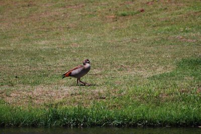 EGYPTIAN GOOSE