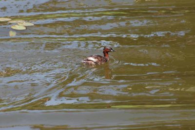 LITTLE GREBE