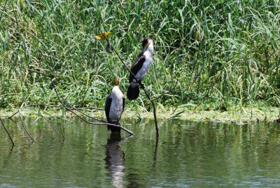 WHITE-BREASTET CORMORANT