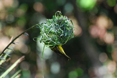 SPOTTED-BACKED WEAVER TWO HOURS LATER