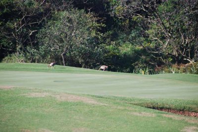 EGYPTIAN GOOSE ON THE GOLF COURSE