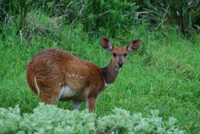 BUSHBUCK