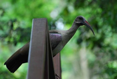 HADEDA IBIS