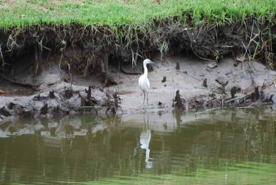 LITTLE EGRET