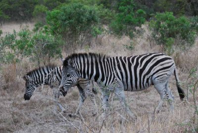 ZEBRA WITH YOUNG