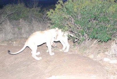 LION CUBS START STALKING