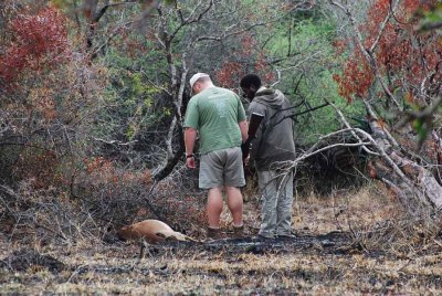 JANES AND PAT CHECK A LEOPARD KILL