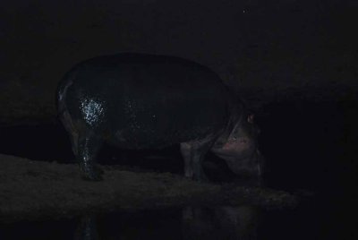 HIPPOPOTAMUS OUT OF THE WATER
