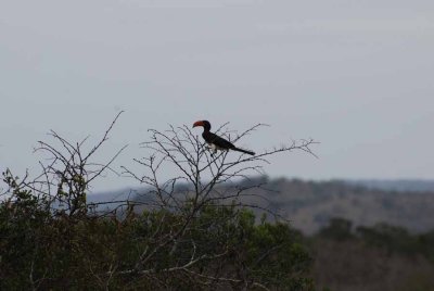 SOUTHERN GROUND-HORNBILL