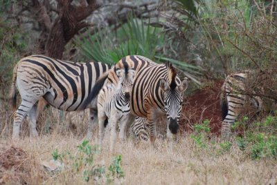 ZEBRAS WITH YOUNG