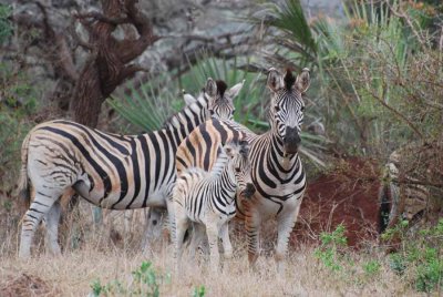 ZEBRAS WITH YOUNG