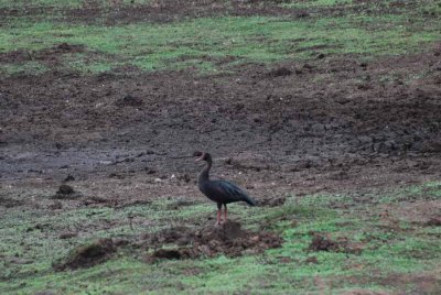 SPUR-WINGED GOOSE