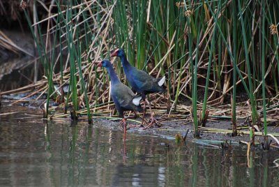 PURPLE GALLINULE
