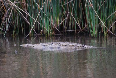 CROCODILE