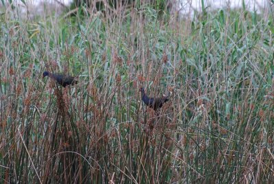 PURPLE GALLINULE