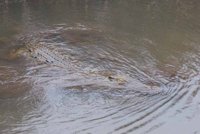 CROCODILE