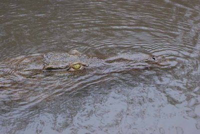 CROCODILE