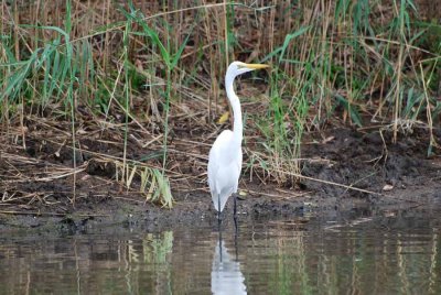 GREAT EGRET