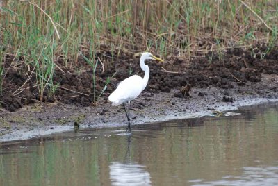 GREAT EGRET