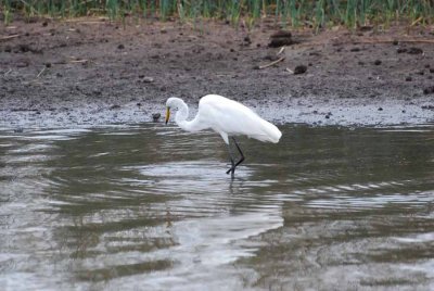 GREAT EGRET
