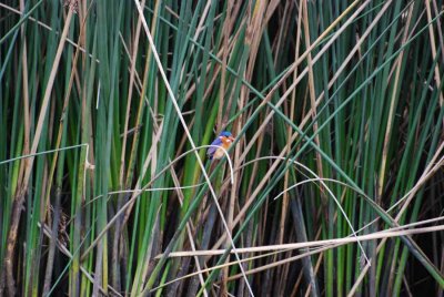 MALACHITE KINGFISHER