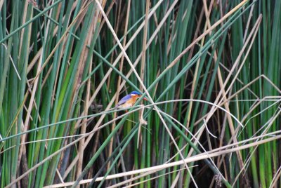 MALACHITE KINGFISHER