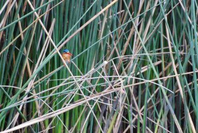 MALACHITE KINGFISHER
