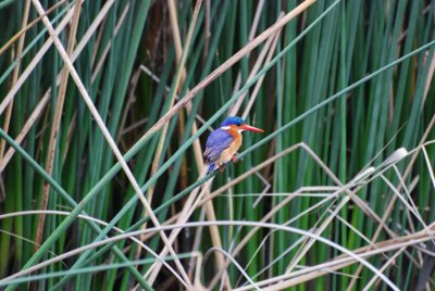MALACHITE KINGFISHER