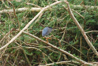 GREEN-BACKED HERON