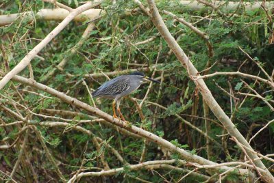 GREEN-BACKED HERON