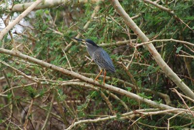 GREEN-BACKED HERON