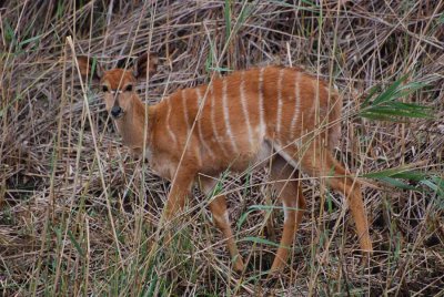 NYALA