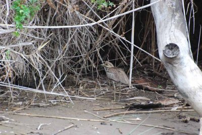 WATER THICK-KNEE (DIKKOP)